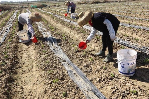 对蔬菜使用有机肥的方法，搭配生物肥一起使用效果更好