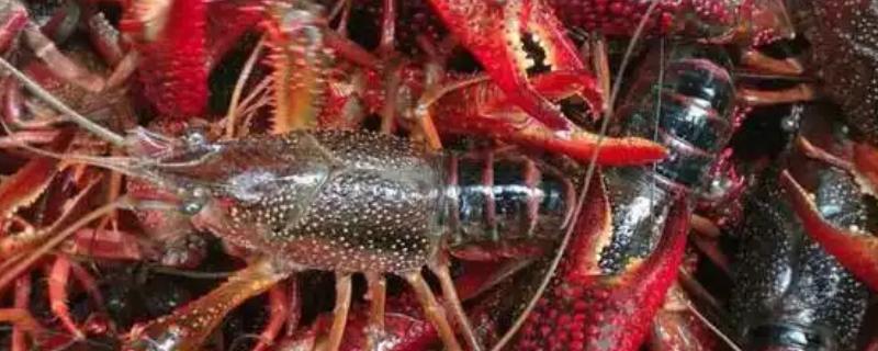 小龙虾是不是海鲜,小龙虾不是海鲜