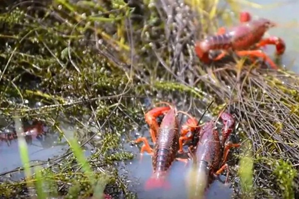 小龙虾是不是海鲜,小龙虾不是海鲜
