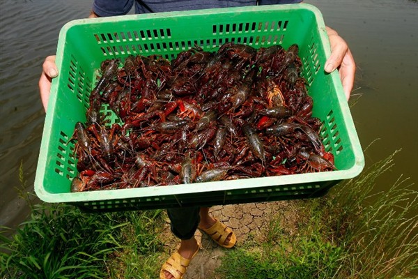 小龙虾是不是海鲜,小龙虾不是海鲜