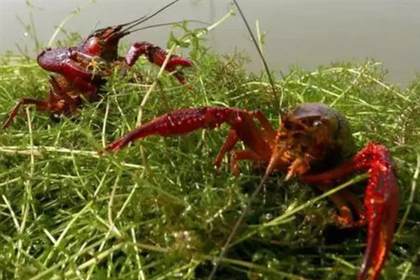 小龙虾是不是海鲜,小龙虾不是海鲜