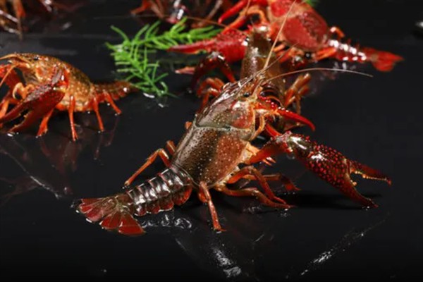 小龙虾是不是海鲜,小龙虾不是海鲜