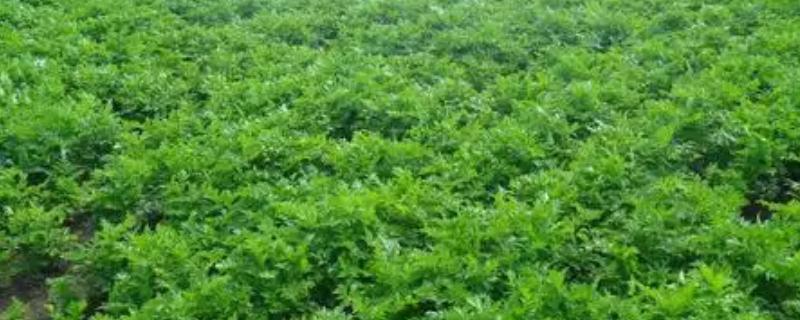 南沙参何时收获,收获时间和温度以及湿度有关