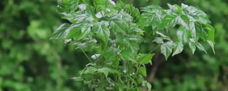 幸福树怎么才能养茂盛，喜欢稍微潮湿的环境