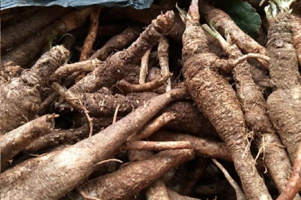 南沙参何时收获,收获时间和温度以及湿度有关