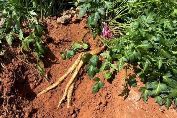 南沙参何时收获,收获时间和温度以及湿度有关