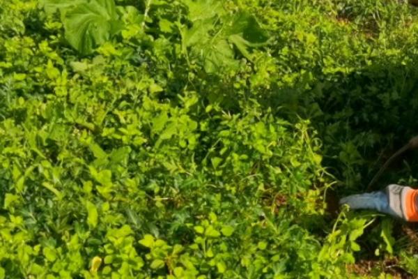 南沙参何时收获,收获时间和温度以及湿度有关