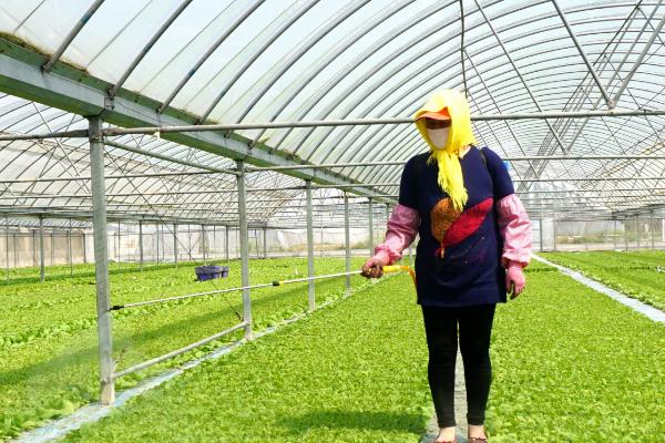 南沙参何时收获,收获时间和温度以及湿度有关