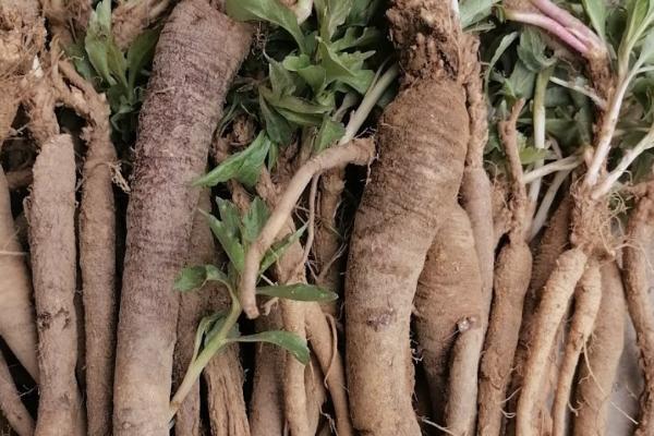 南沙参何时收获,收获时间和温度以及湿度有关