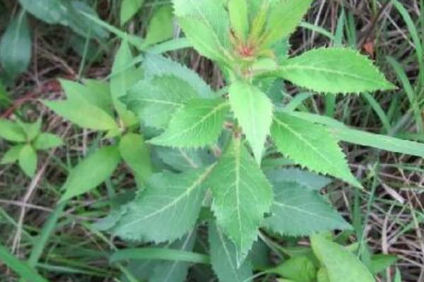 南沙参何时收获,收获时间和温度以及湿度有关