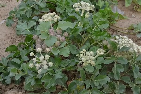 南沙参何时收获,收获时间和温度以及湿度有关