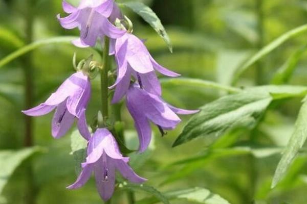 南沙参何时收获,收获时间和温度以及湿度有关