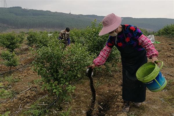 沙糖桔环割在几月，一般在5-6月份进行