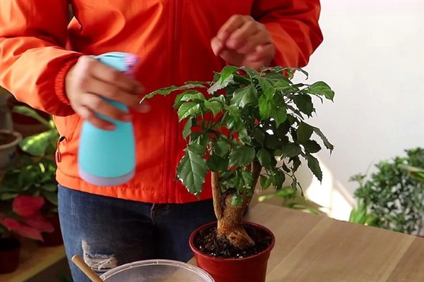 幸福树怎么才能养茂盛，喜欢稍微潮湿的环境