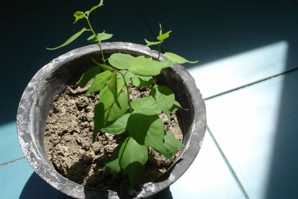 幸福树怎么才能养茂盛，喜欢稍微潮湿的环境