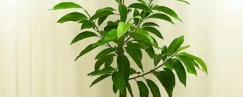 白兰花多开花的方式，花期需定期补足养分