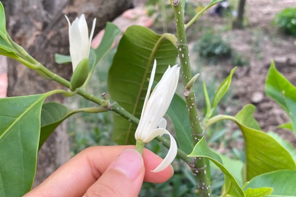 白兰花多开花的方式，花期需定期补足养分