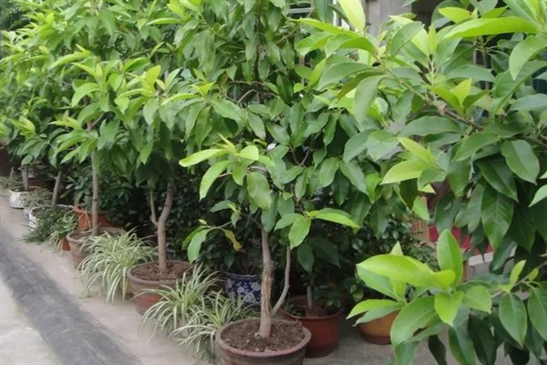 白兰花多开花的方式，花期需定期补足养分