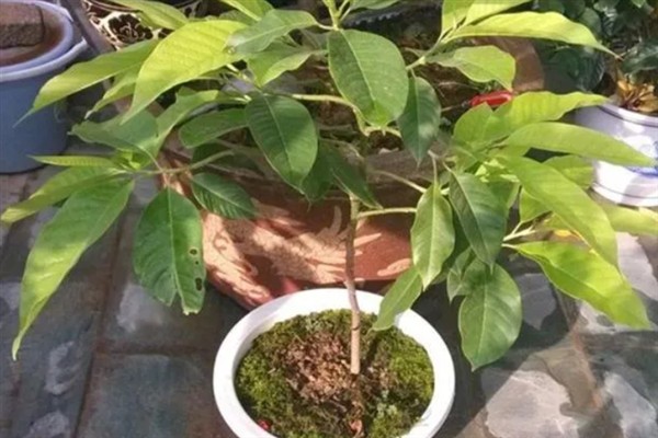 白兰花多开花的方式，花期需定期补足养分