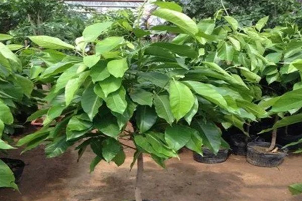 白兰花多开花的方式，花期需定期补足养分