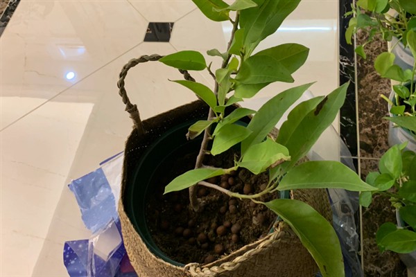 白兰花多开花的方式，花期需定期补足养分