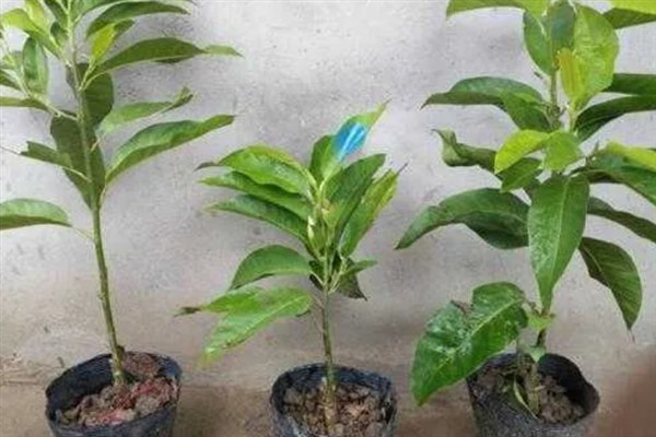 白兰花多开花的方式，花期需定期补足养分