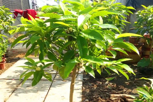 白兰花多开花的方式，花期需定期补足养分