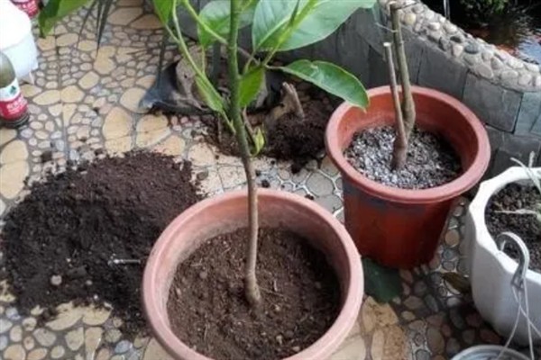 白兰花多开花的方式，花期需定期补足养分