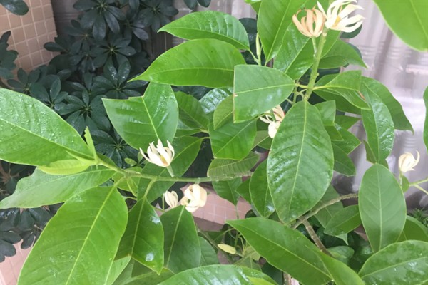 白兰花多开花的方式，花期需定期补足养分