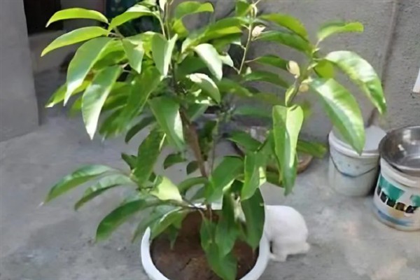 白兰花多开花的方式，花期需定期补足养分