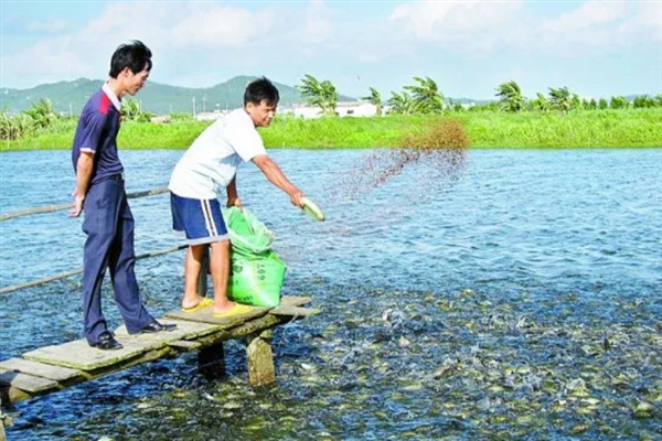 黄颡鱼的养殖要点，每隔半个月左右要换一次水