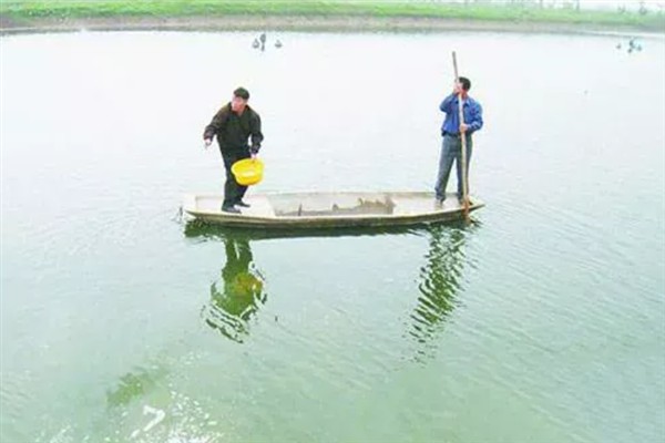 黄颡鱼的养殖要点，每隔半个月左右要换一次水