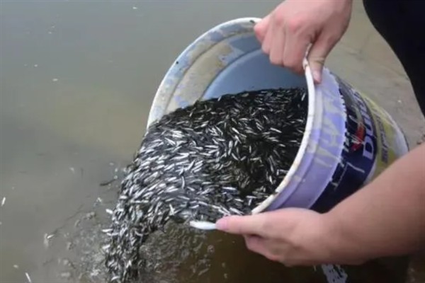黄颡鱼的养殖要点，每隔半个月左右要换一次水