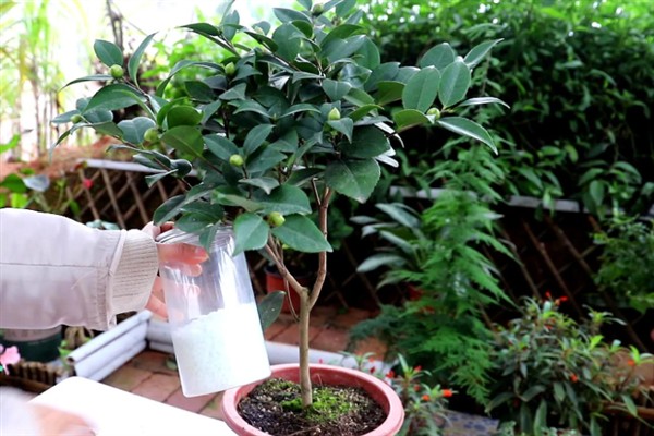 四季红山茶花如何盆栽，平时放在有散射光的位置养护