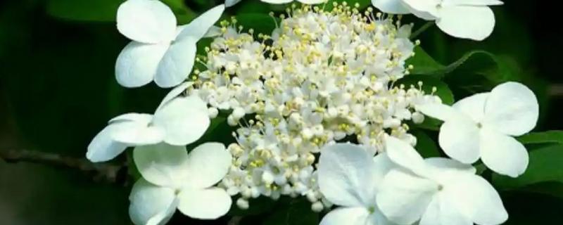 琼花和木绣球有什么区别，花序、花蕊、颜色均不同