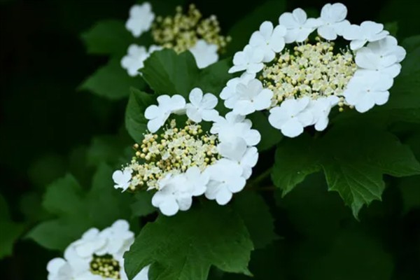 琼花和木绣球有什么区别，花序、花蕊、颜色均不同