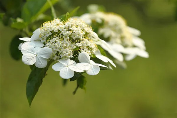 琼花和木绣球有什么区别，花序、花蕊、颜色均不同