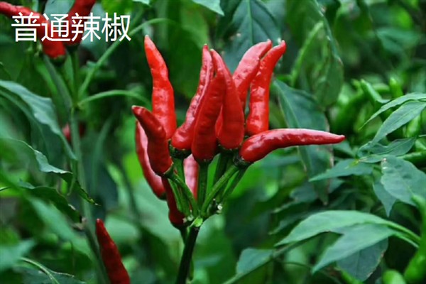 秦椒和普通辣椒的区别，外观和口感均不同