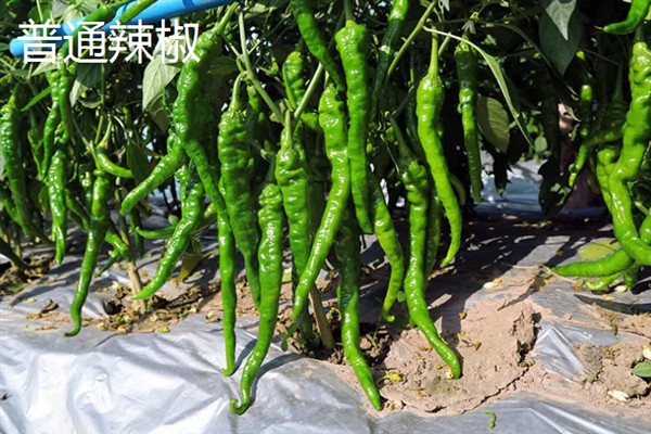 秦椒和普通辣椒的区别，外观和口感均不同