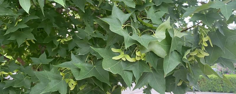 哪些树适合种在阴面院子中，可选择元宝枫、榆叶梅、国槐等品种