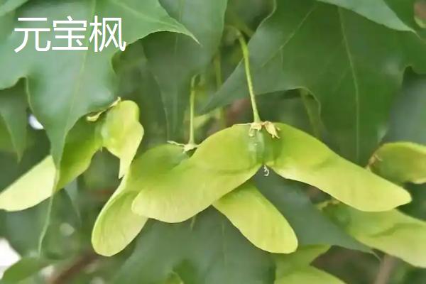 哪些树适合种在阴面院子中，可选择元宝枫、榆叶梅、国槐等品种