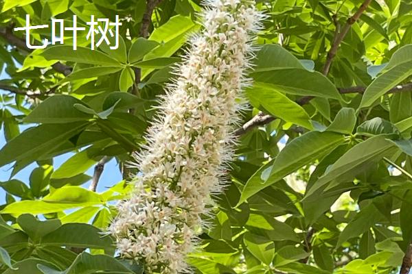 哪些树适合种在阴面院子中，可选择元宝枫、榆叶梅、国槐等品种