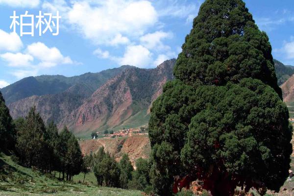 哪些树适合种在阴面院子中，可选择元宝枫、榆叶梅、国槐等品种