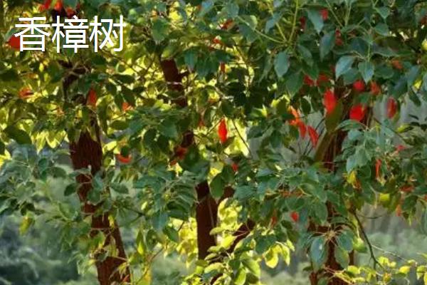 哪些树适合种在阴面院子中，可选择元宝枫、榆叶梅、国槐等品种