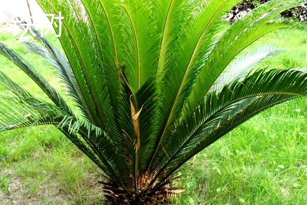 哪些树适合种在阴面院子中，可选择元宝枫、榆叶梅、国槐等品种