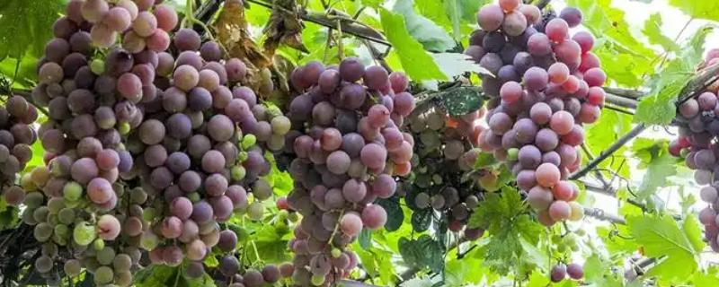 庭院葡萄夏天怎么修剪，把弱芽、杈口芽、无用隐芽全部抹除