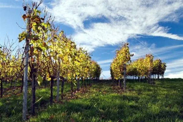 庭院葡萄夏天怎么修剪，把弱芽、杈口芽、无用隐芽全部抹除