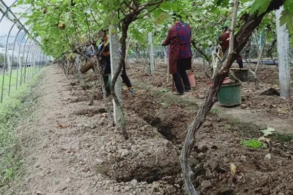 庭院葡萄夏天怎么修剪，把弱芽、杈口芽、无用隐芽全部抹除