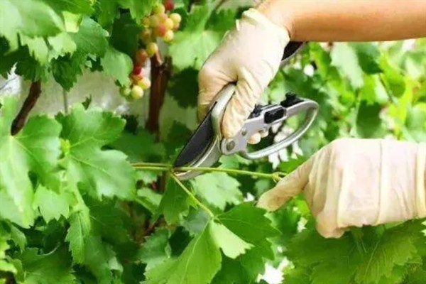 庭院葡萄夏天怎么修剪，把弱芽、杈口芽、无用隐芽全部抹除
