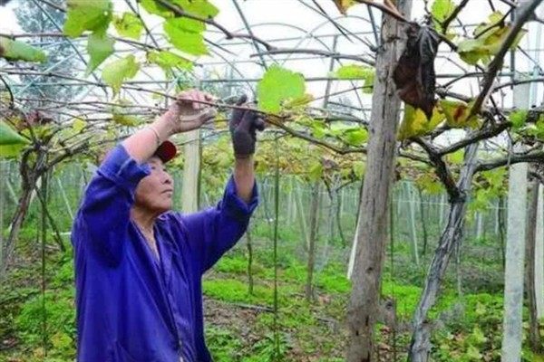 庭院葡萄夏天怎么修剪，把弱芽、杈口芽、无用隐芽全部抹除